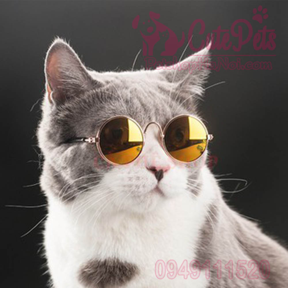 Kính Mắt Cho Chó Mèo Nhỏ Kính Quàng Thượng Sang Chảnh Cutepets - Pet Shop &  Grooming Spa Thú Cưng Hà Nội
