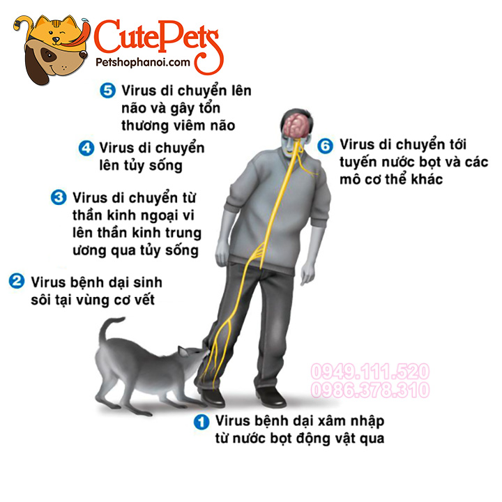 Vắc-xin Phòng dại cho chó mèo