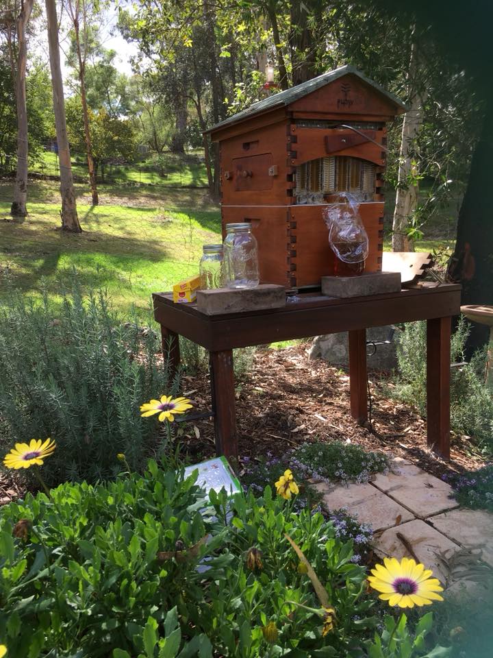 Mật ong nguyên chất hoa bạch đàn - Úc 1kg