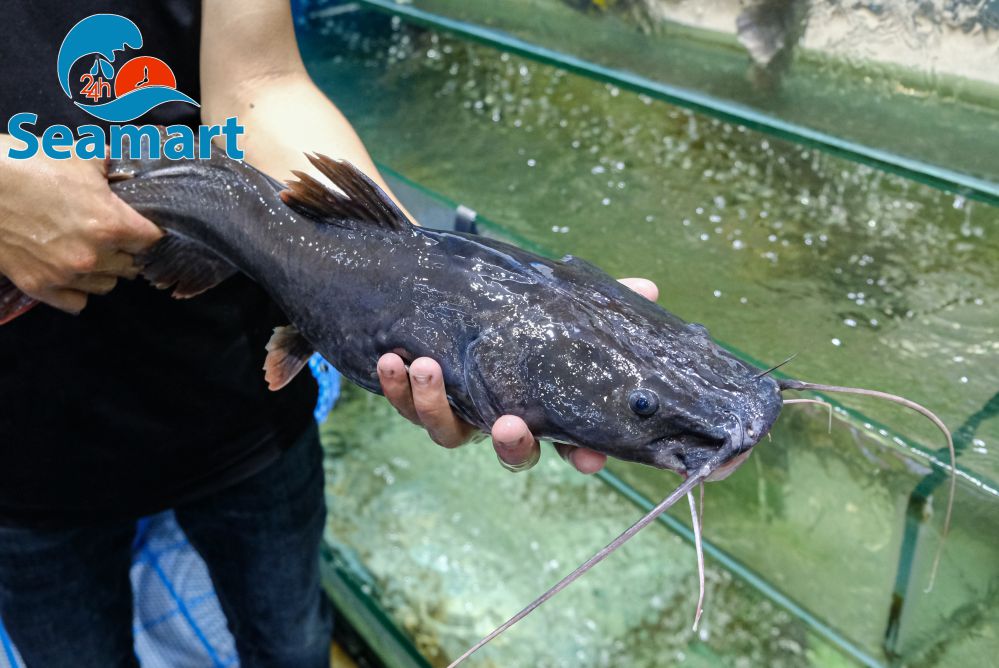 Giá cá lăng sống tại thành phố Hồ Chí Minh