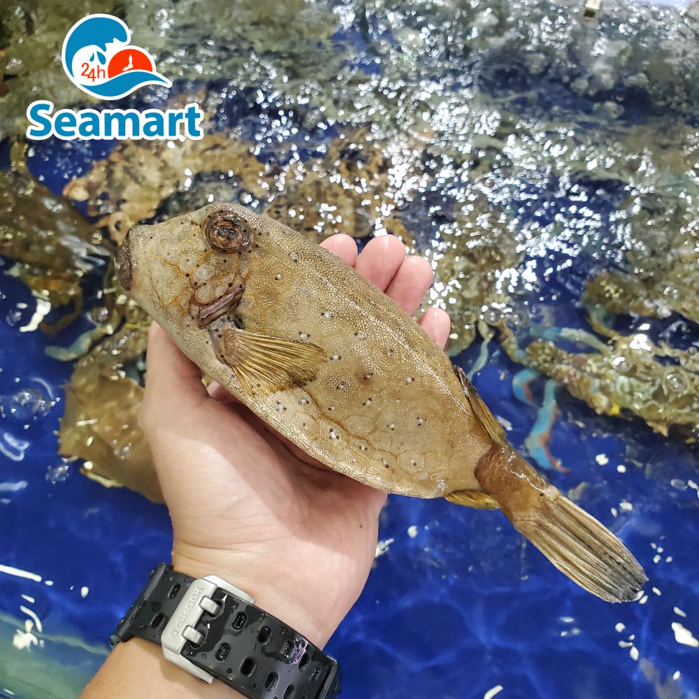 Nguồn gốc của cá bò hòm 24h Seamart