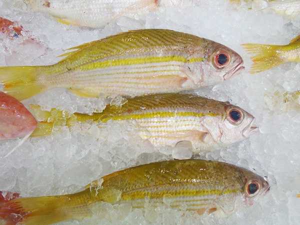 Cá biển sọc vàng: Tìm hiểu đặc điểm, giá trị kinh tế và cách nuôi