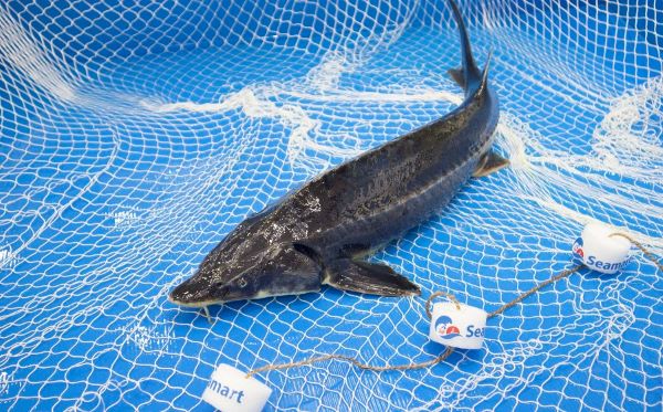 cá tầm size 1.5 - 2.5kg/con