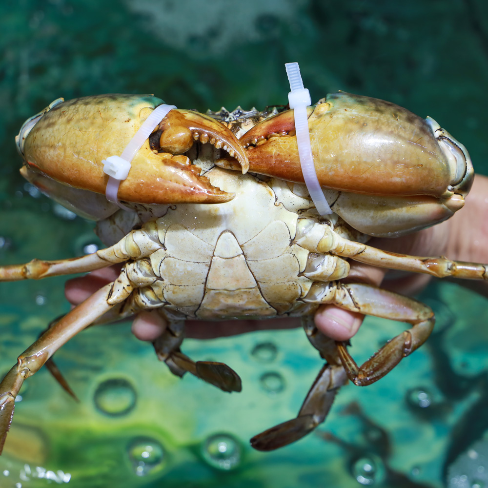 Giá Cua Cà Mau - Cua Cà Mau bao nhiêu tiền 1kg?