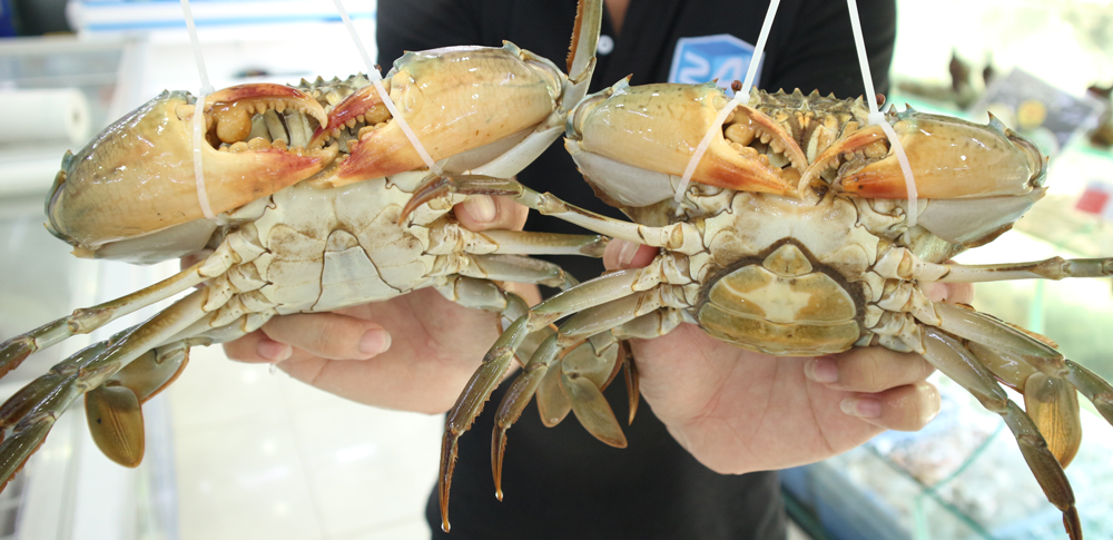 cua thịt và cua gạch