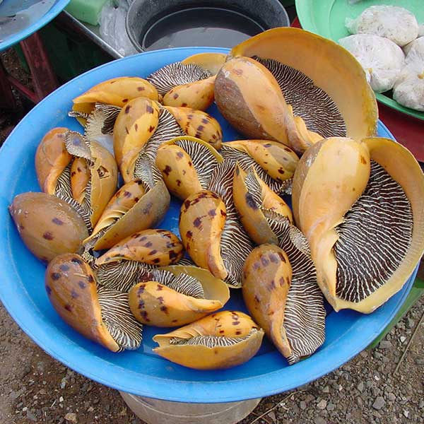 ốc giác