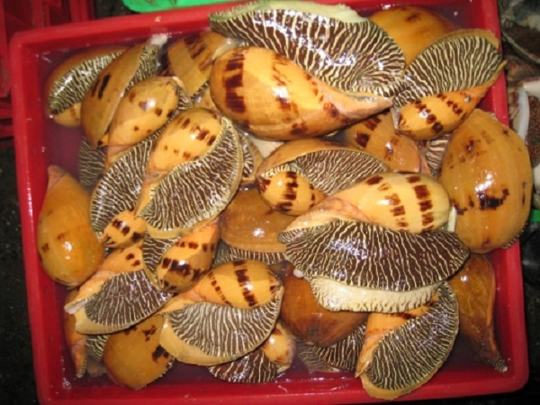 ốc giác sống
