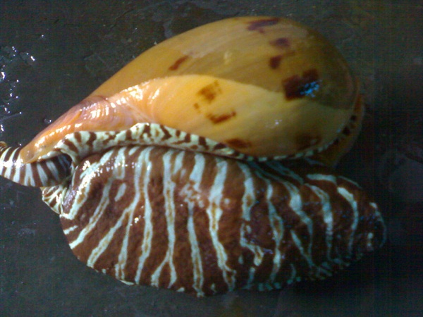 ốc giác vàng