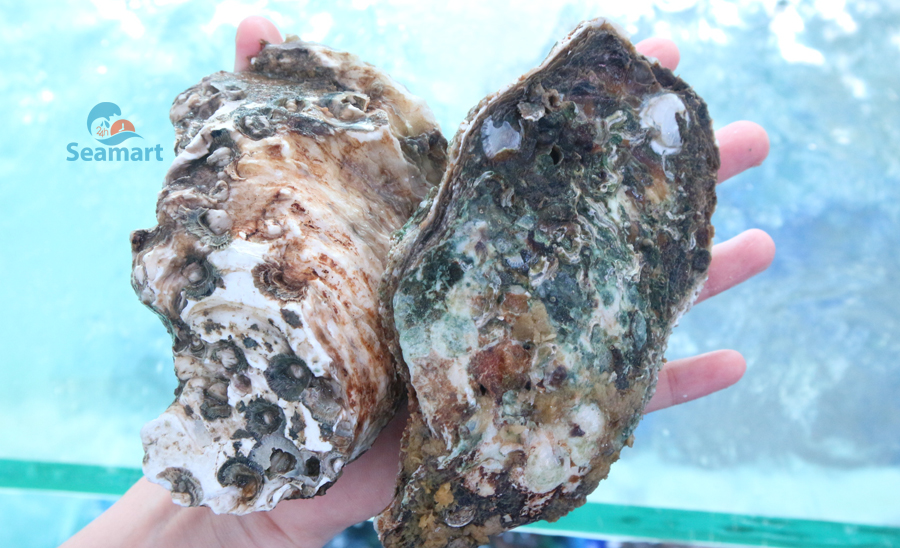 Hàu Sữa Pháp
