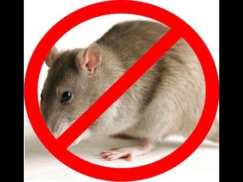 Chuột sợ mùi gì nhất? Mẹo đuổi chuột ra khỏi nhà đơn giản dễ làm
