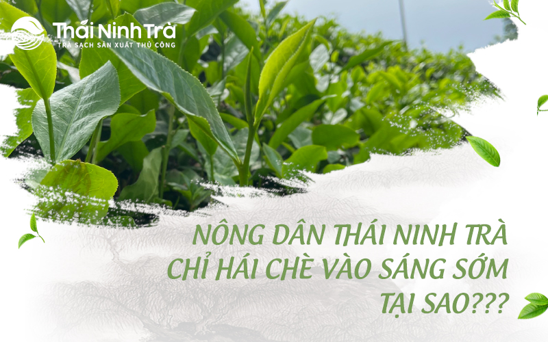 Tại sao Thái Ninh Trà phải thu hái chè vào sáng sớm?