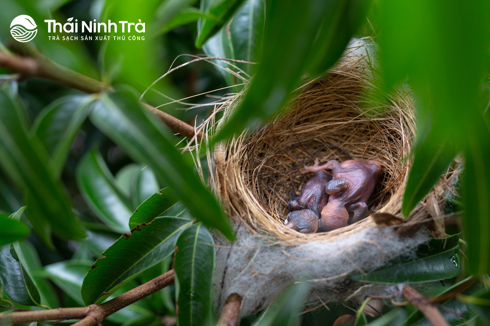 Những ngày không quên khi làm trà sạch VietGAP