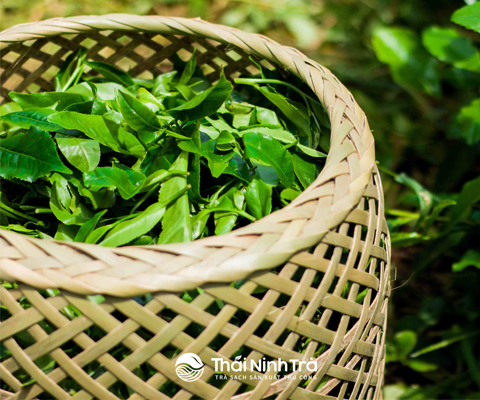 Tác dụng của trà xanh Tác dụng của trà xanh