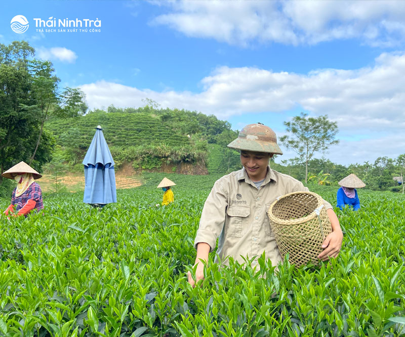 Điều kiện tự nhiên: thổ nhưỡng, khí hậu, nguồn nước... ở Thái Nguyên lý tưởng cho cây chè.