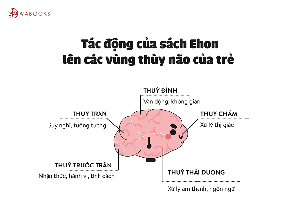Thùy thái dương - Nguyên nhân phát triển ngôn ngữ sớm cho trẻ