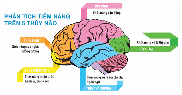 GIẢI PHẪU CHỨC NĂNG THẦN KINH CÁC VÙNG CỦA VỎ NÃO  PHCN Online