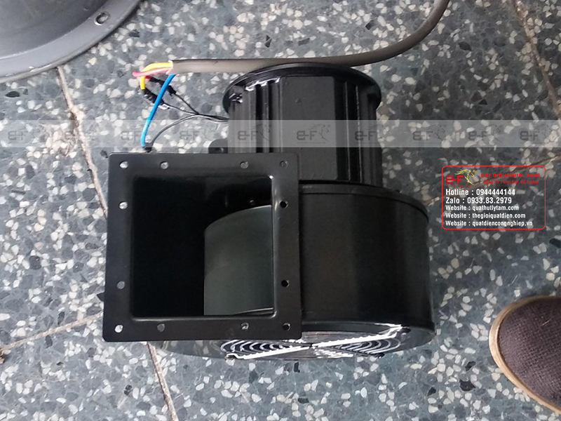 Quạt sò mini giá rẻ