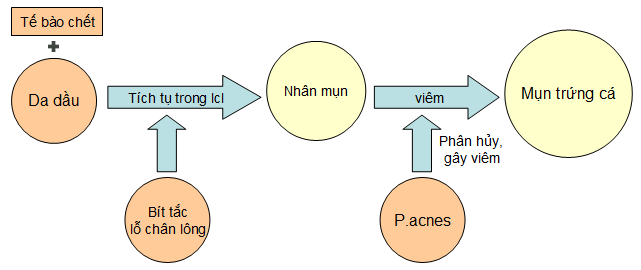 Các yếu tố hình thành mụn