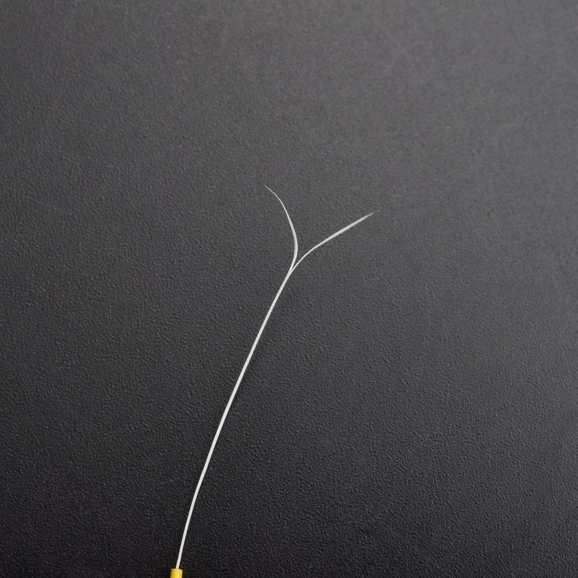 Lông Đui Ngựa Ngoáy Tai