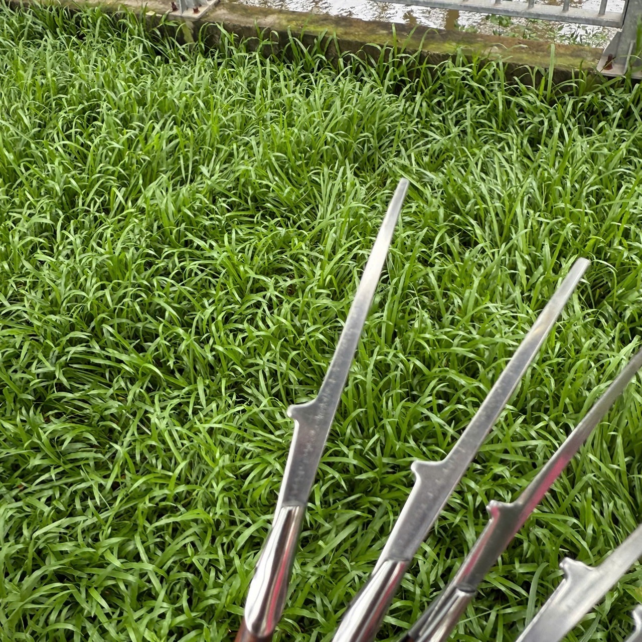 Cây Cạo Lông Tai Đã Mài Nhỏ Đầu