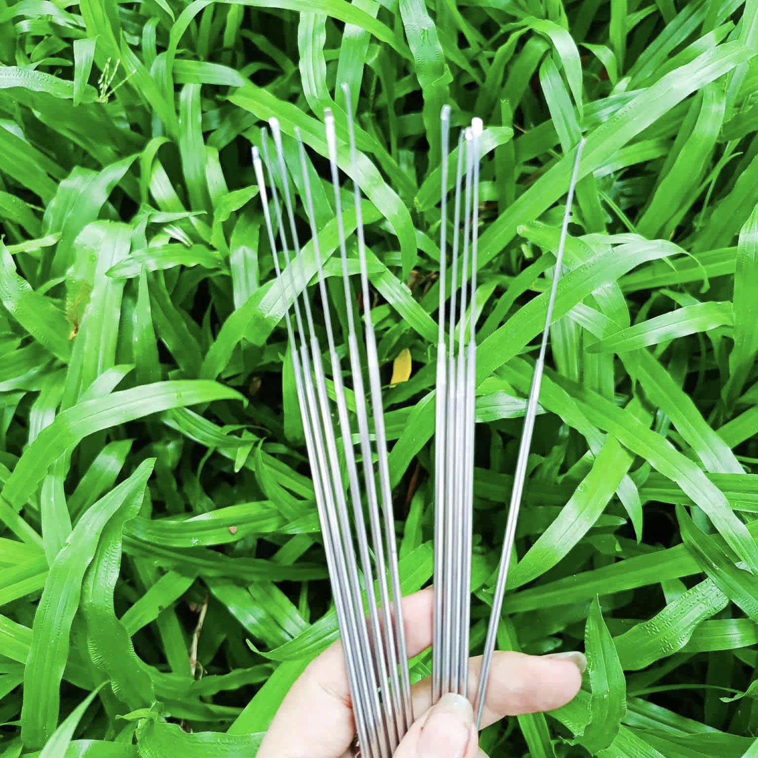 Cây Nại Ráy Tai Siêu Nhỏ 18.5cm