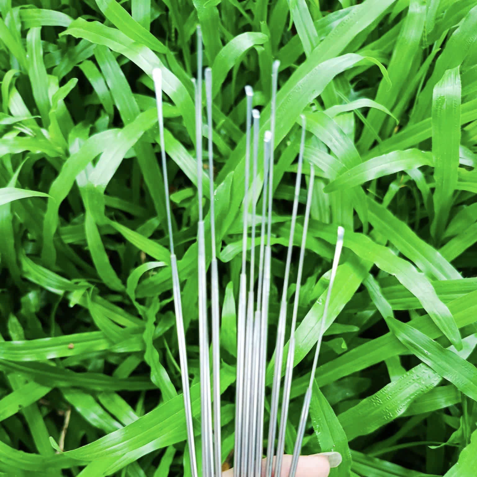 Cây Nại Ráy Tai Siêu Nhỏ 18.5cm