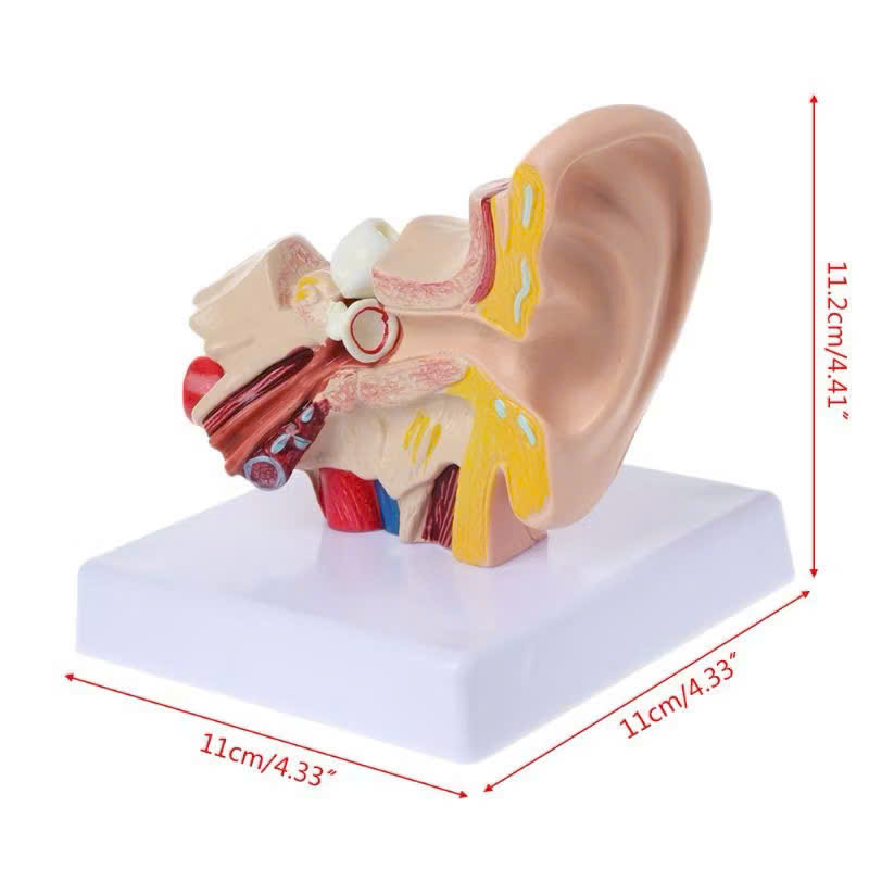 Mô Hình Phẫu Thuật Tai Dành Cho Giảng Dạy