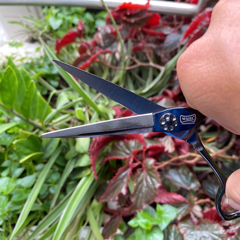 Kéo Cắt Tóc Wahl K95 6Inch