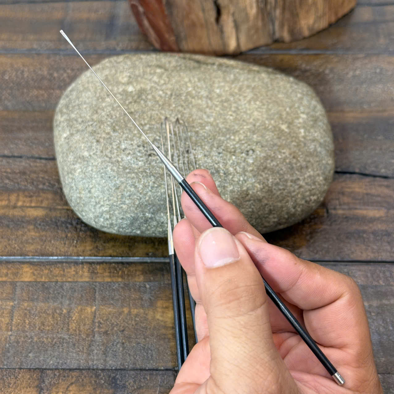 Cây Nại Ráy Tại Ráy Tai Siêu Nhỏ Ráy Màng Nhỉ