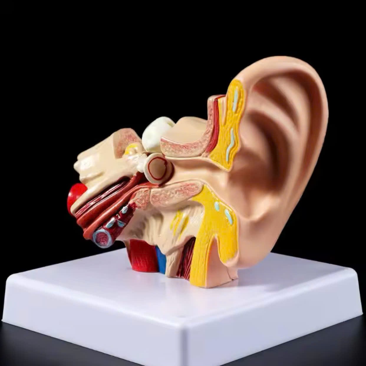 Mô Hình Phẫu Thuật Tai Dành Cho Giảng Dạy