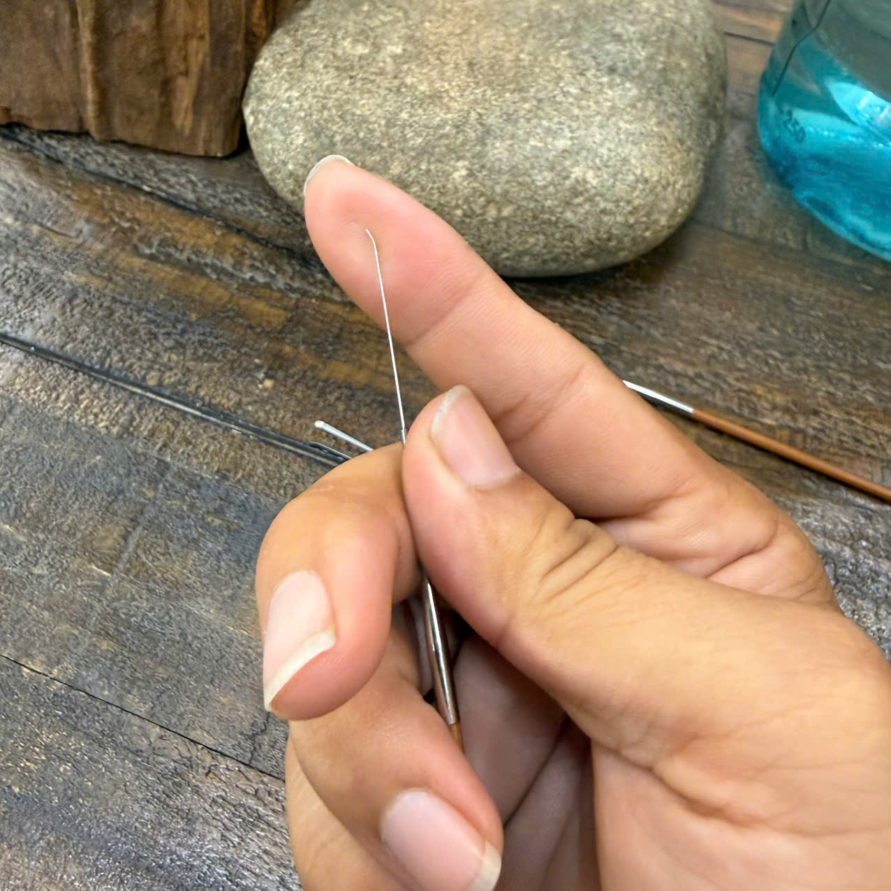 Cây Nại Ráy Tai Đầu Nhỏ  913