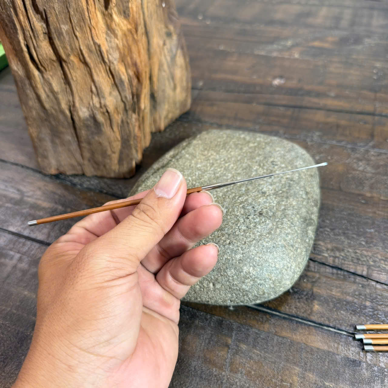 Cây Nại Ráy Tai Đầu Nhỏ  913