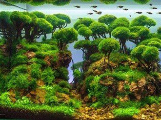 Cách chọn bể cá đẹp, phù hợp