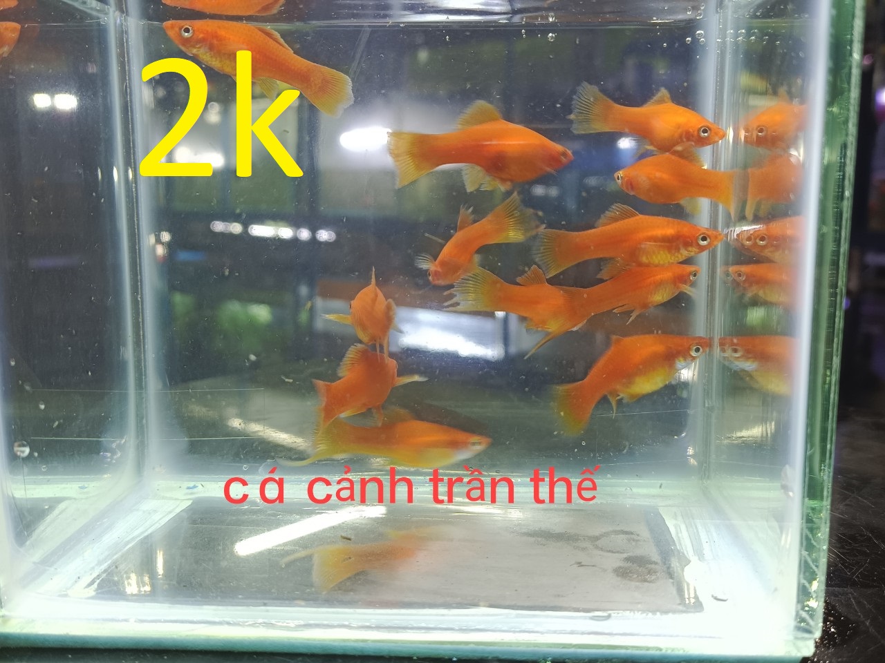 cách nuôi và chăm sóc cá hồng kim ( cá kiếm )