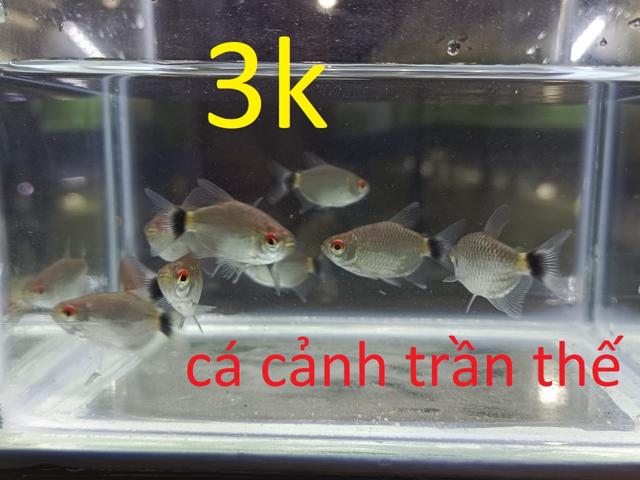 cách nuôi và chăm sóc cá ngân bình