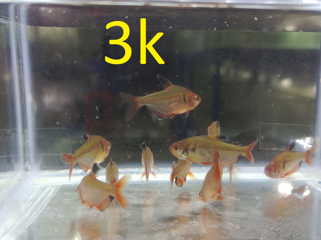 cách nuôi và chăm sóc cá hồng nhung