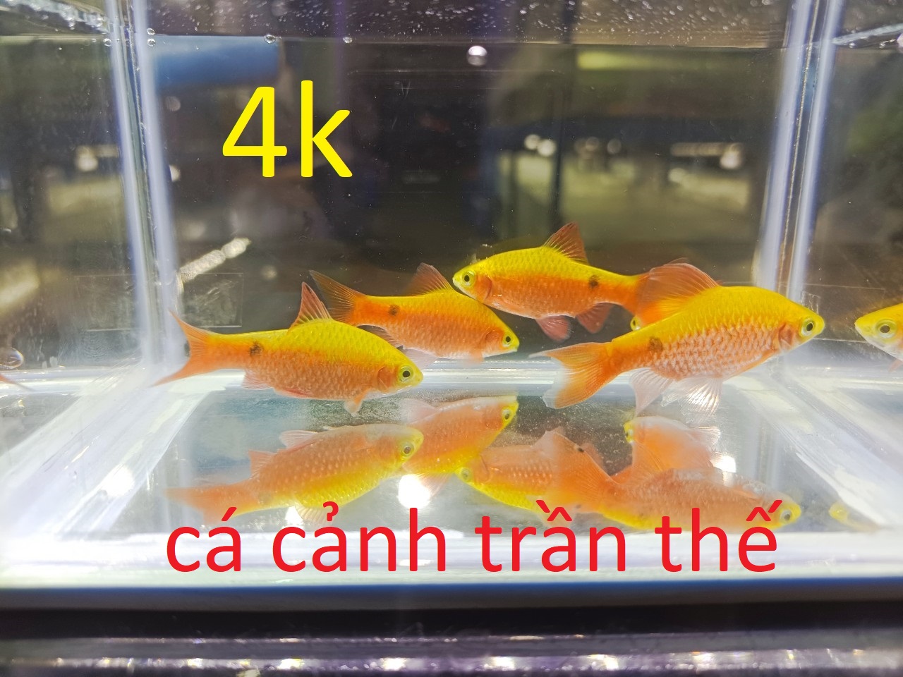 cách nuôi và chăm sóc cá hồng cam