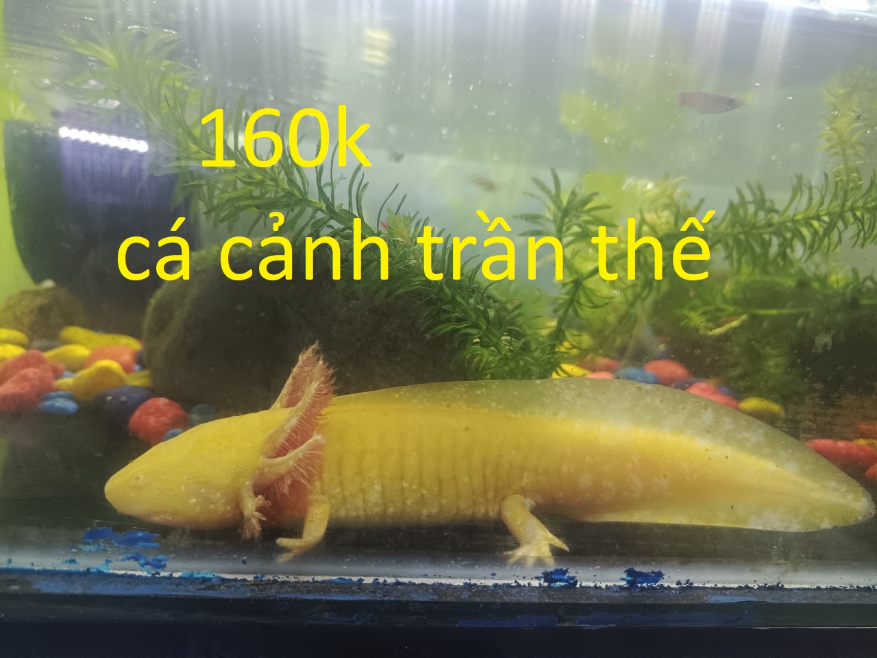 cách nuôi và chăm sóc cá khủng long 6 sừng (axolotl)
