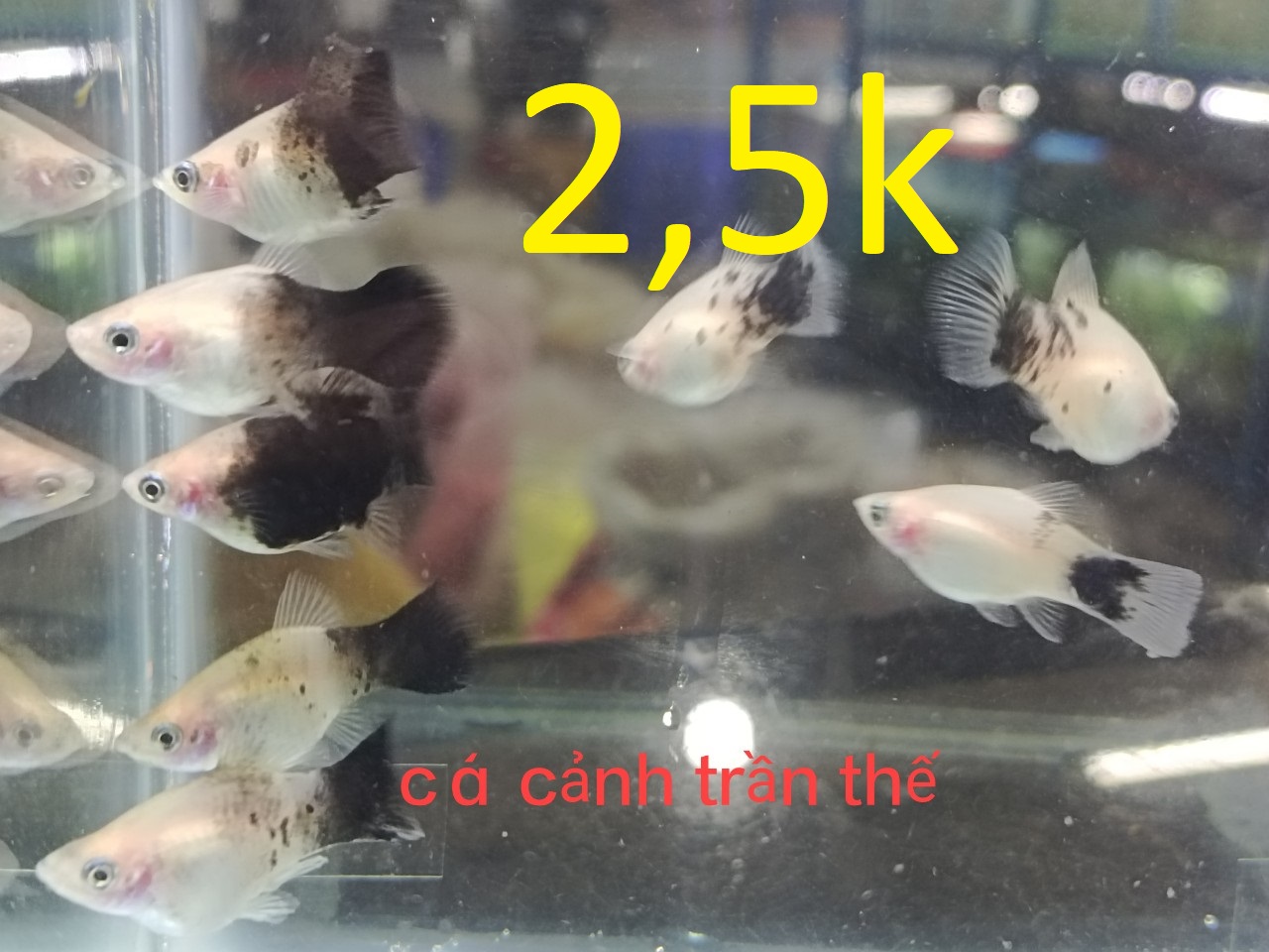 cá mún ( hạt lựu ), én  nhiều dòng