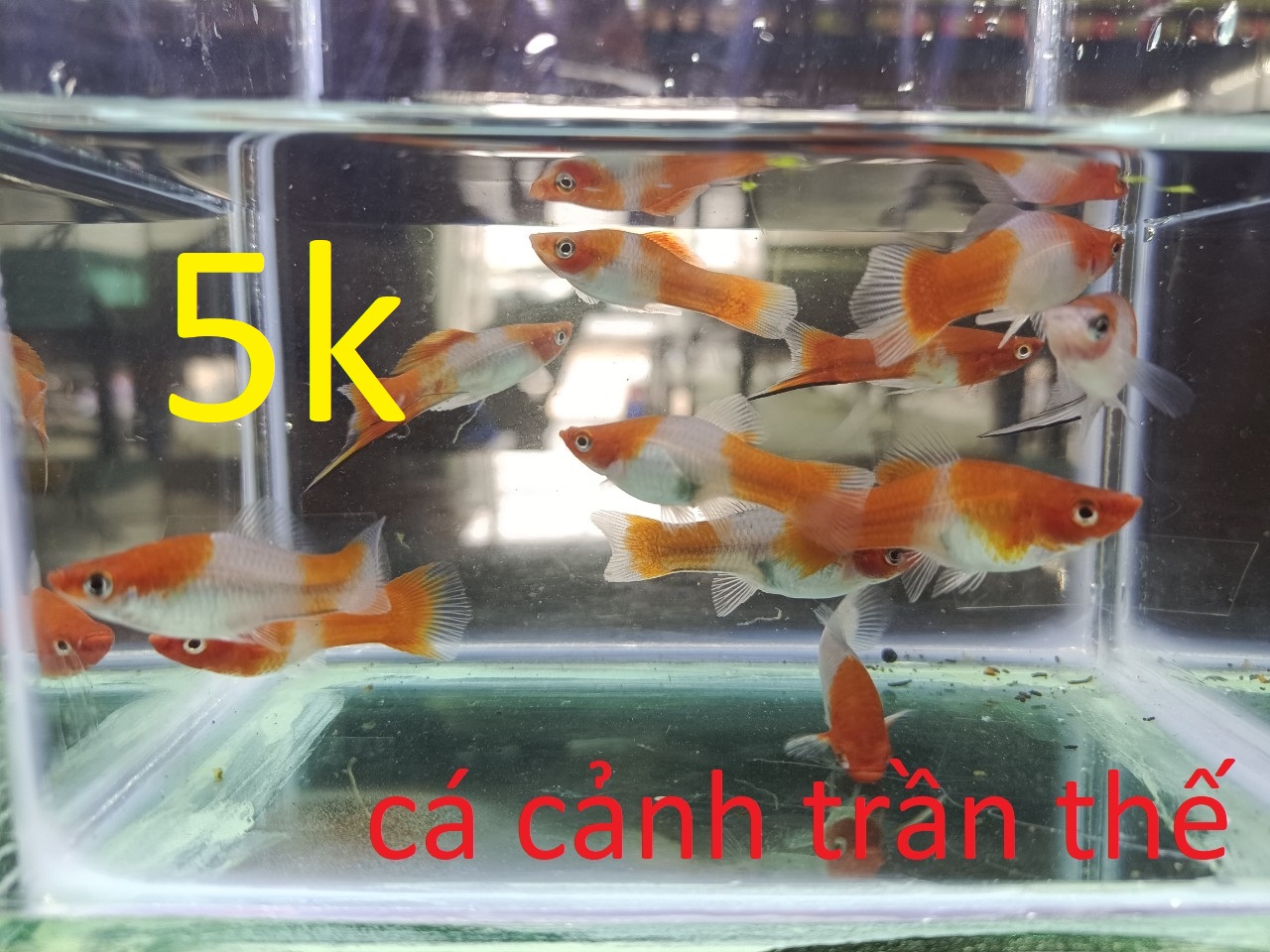 cá kiếm + molly + hồng cam ...