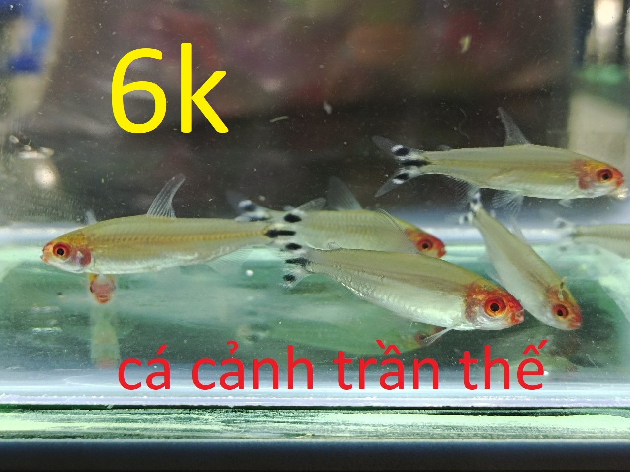 cá thủy sinh