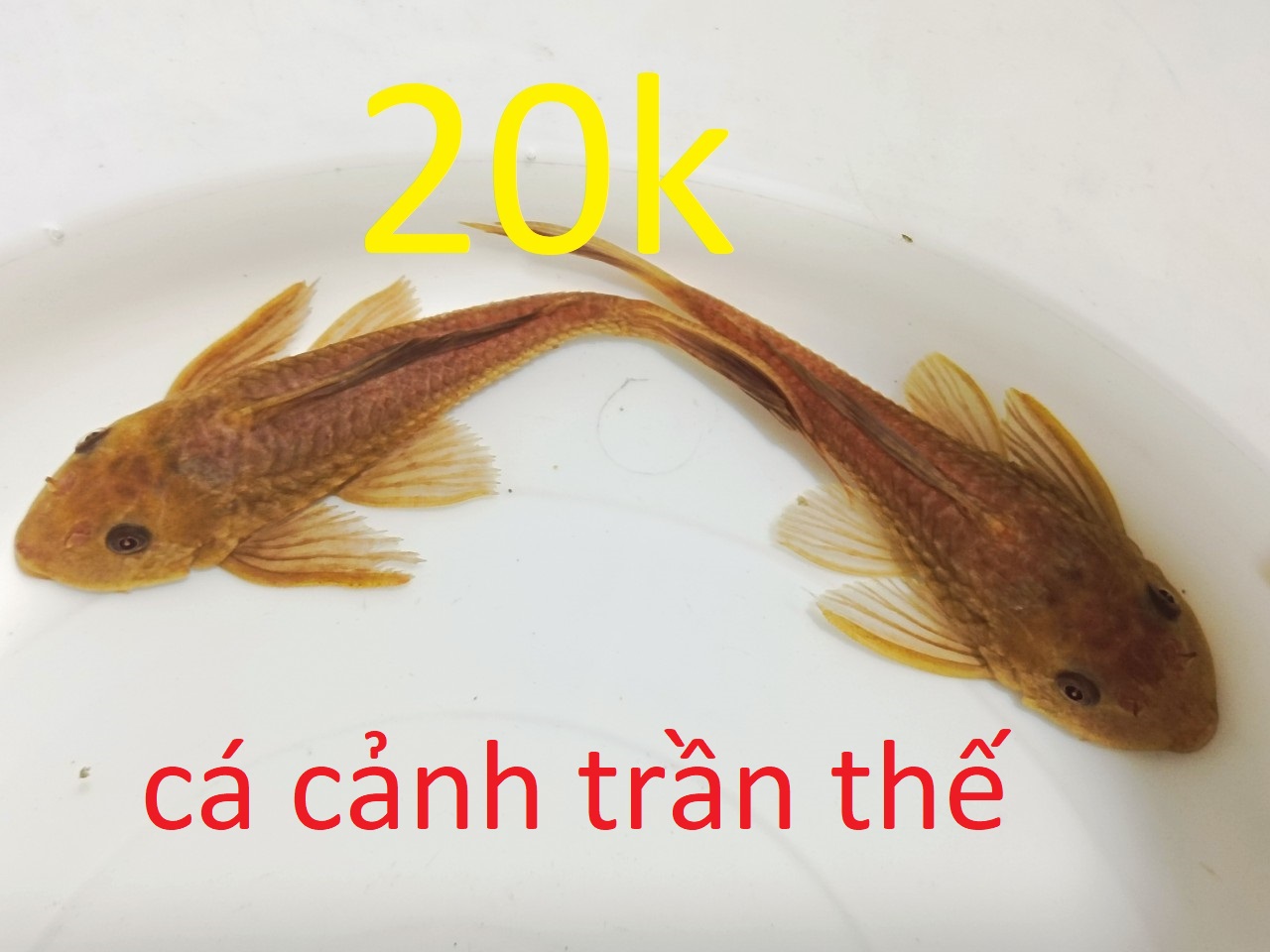 phượng hoàng + dọn hồ + chuột ...