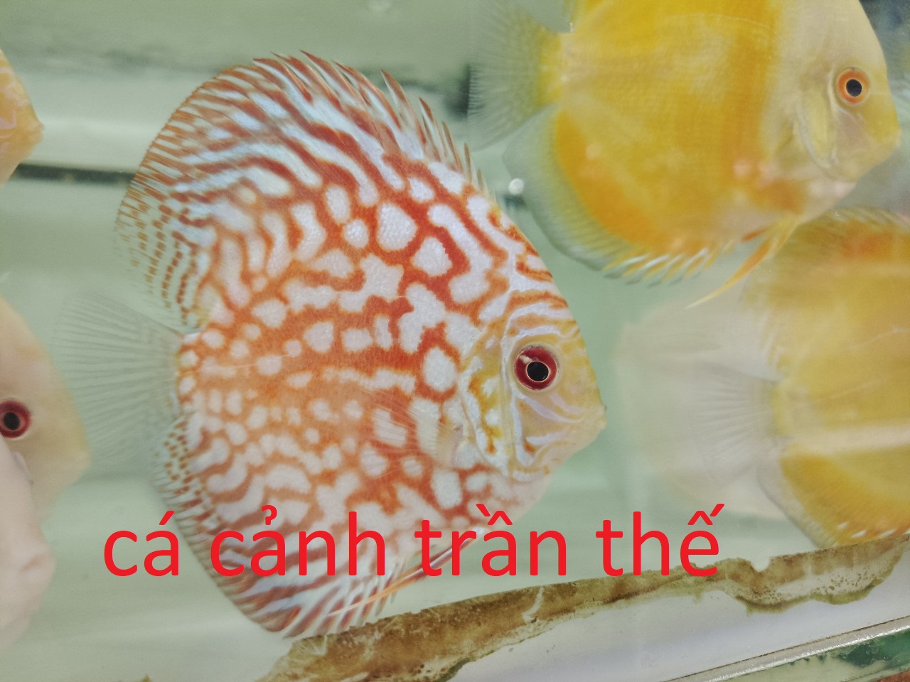 ông tiên , cá dĩa