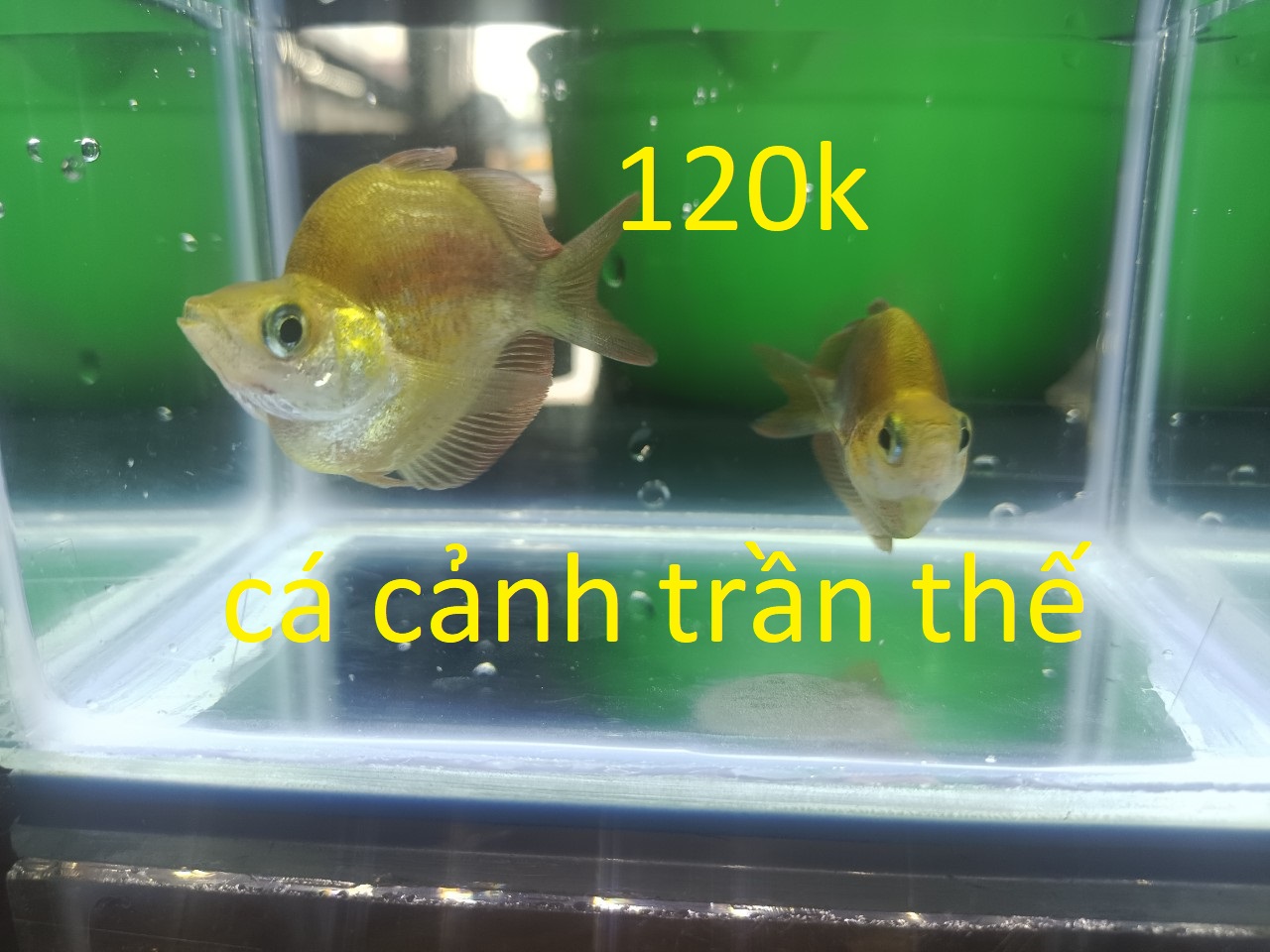 các loại cá cầu vồng