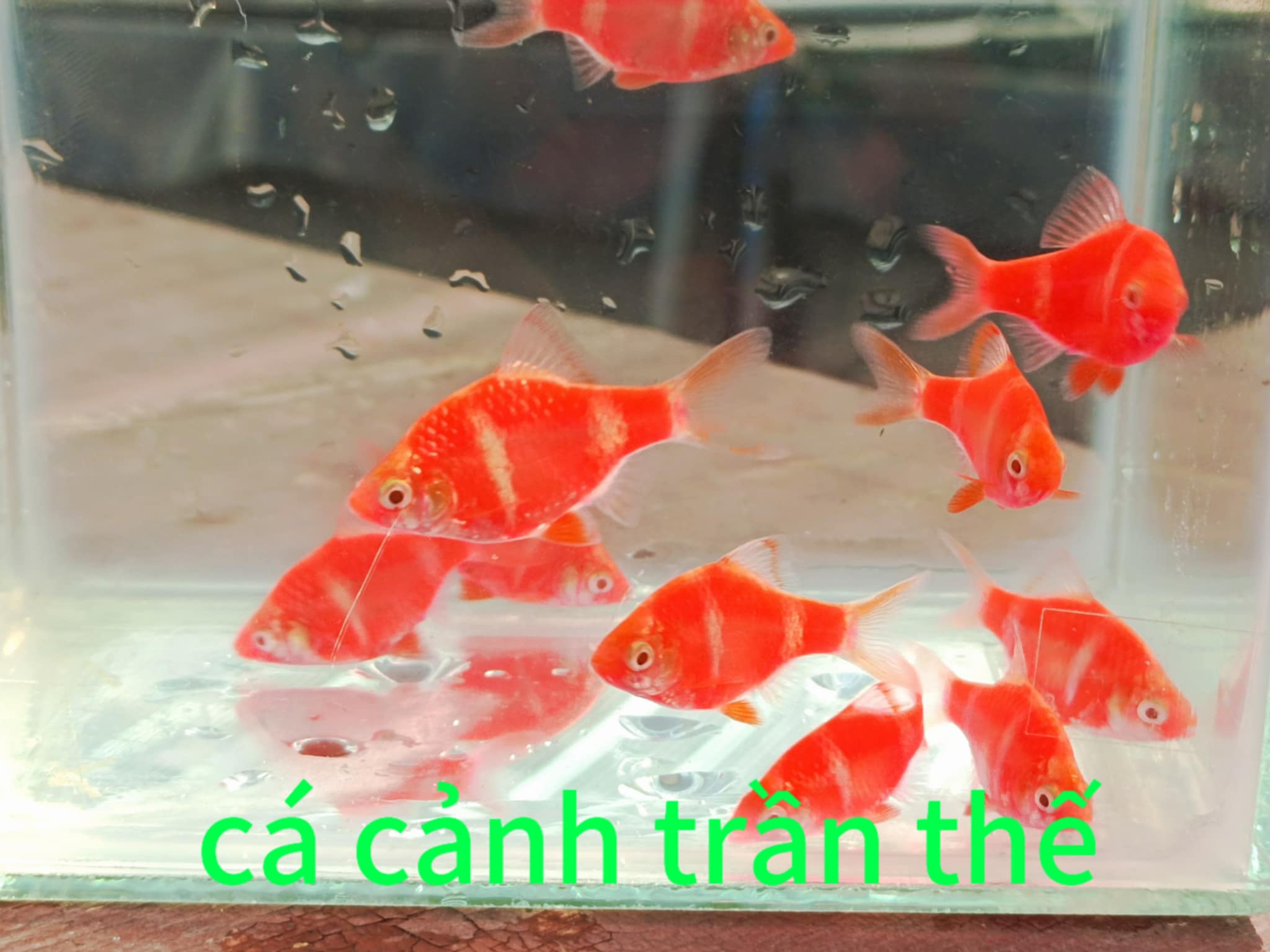 xecan dạ quang đỏ ( combo 10con ) giá 150k  free ship toàn quốc