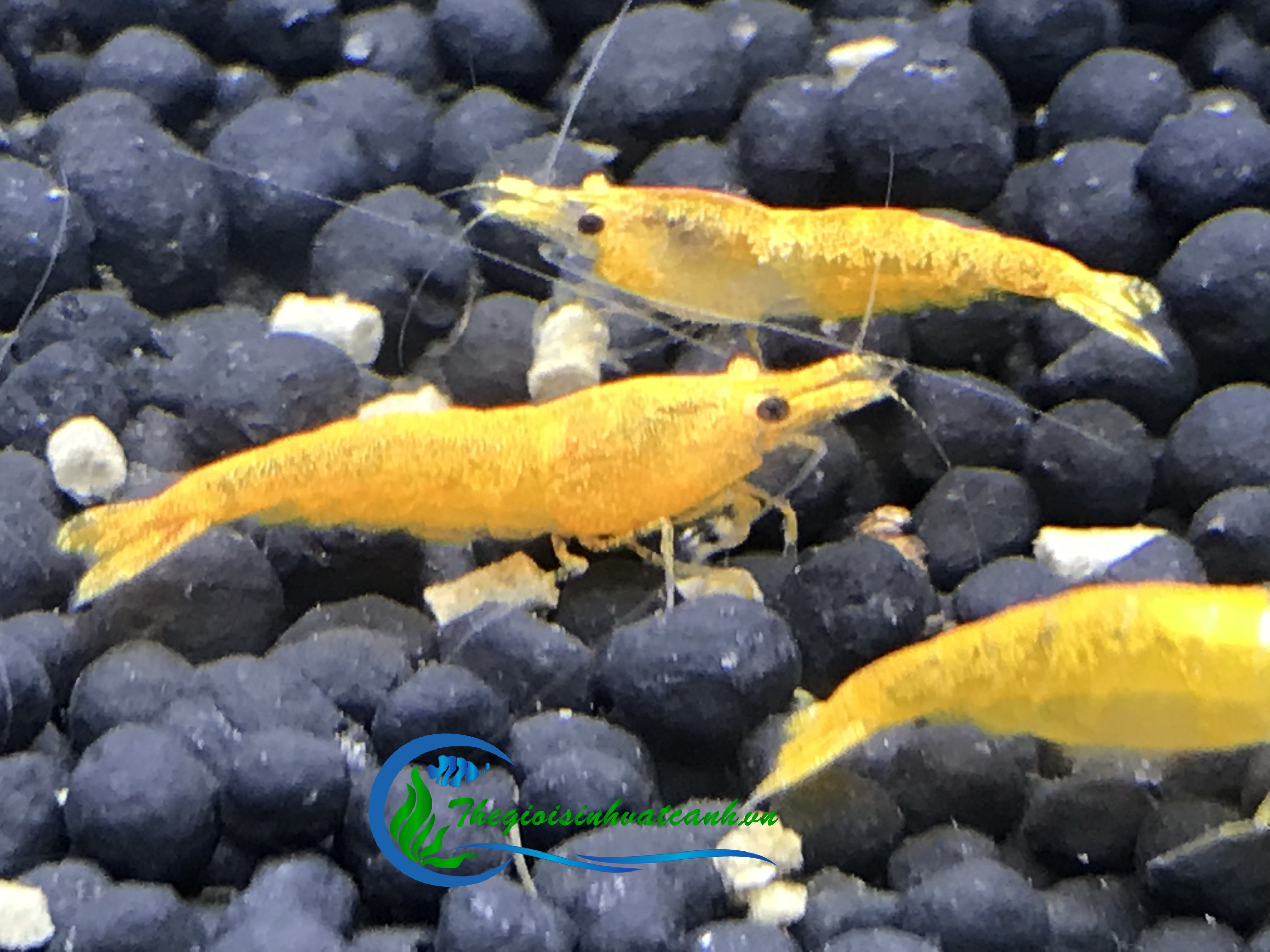 tép vàng cam  ( combo 50 con ) giá 170k + free ship