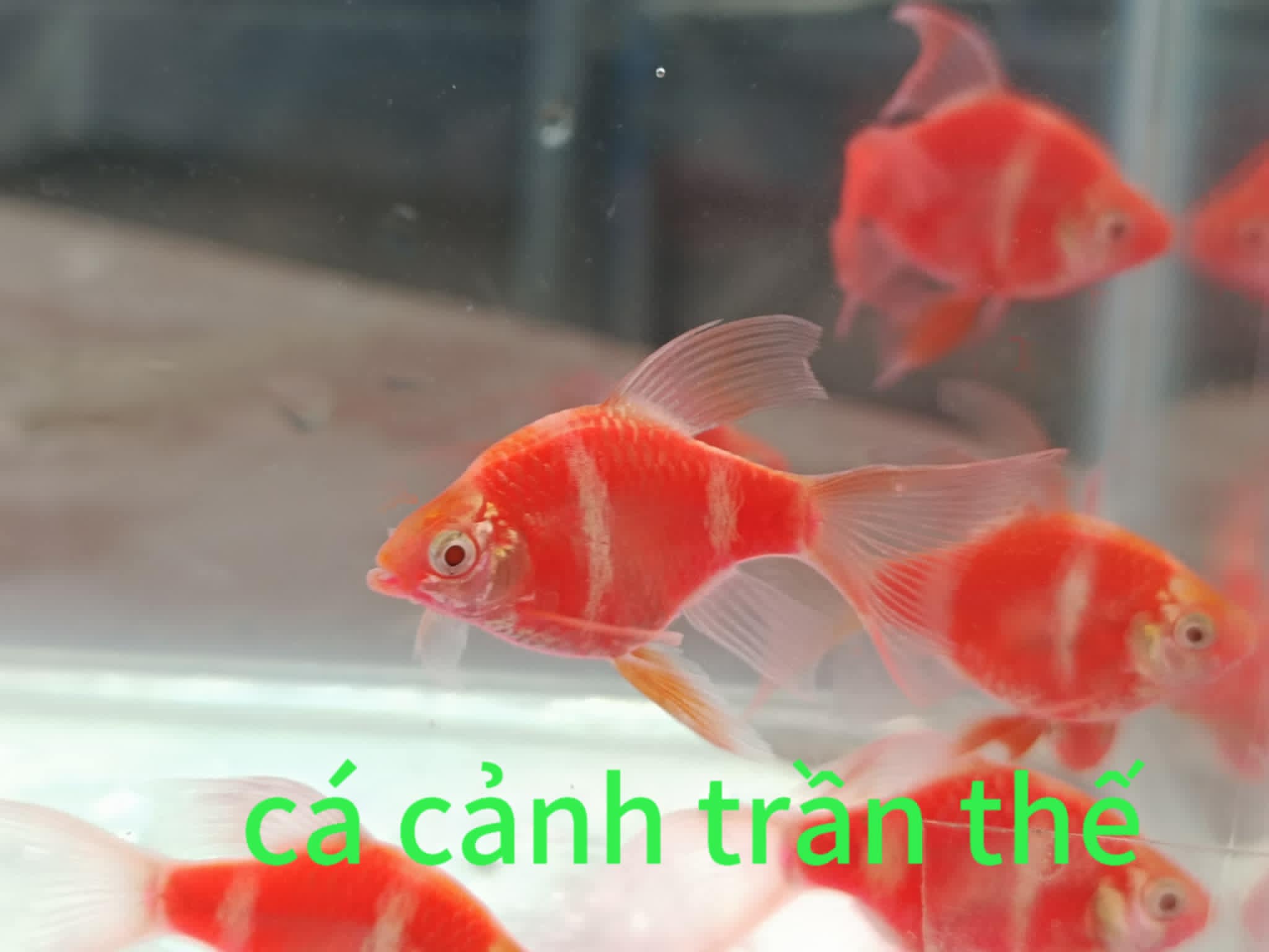 xecan đỏ vây dài ( combo 3con )  giá 150k free ship toàn quốc