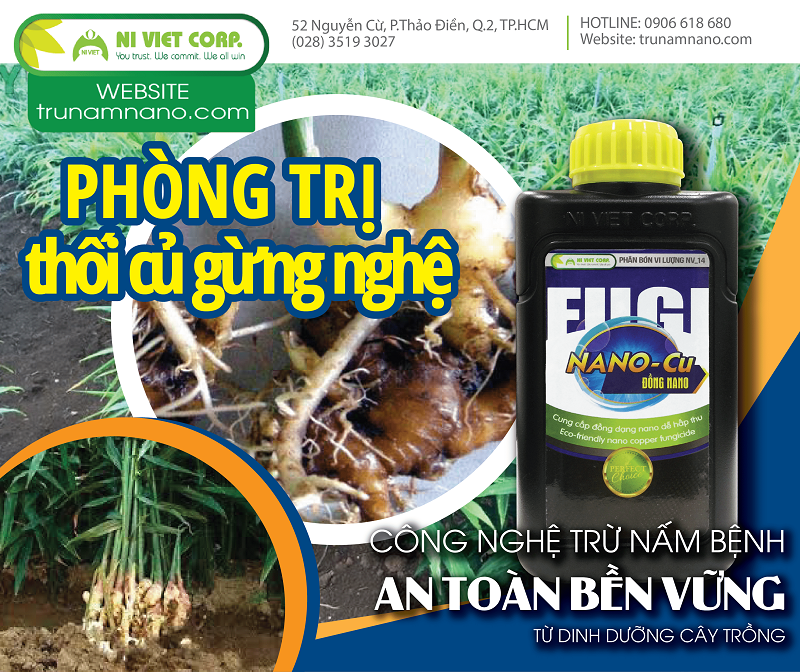 Phòng trị bệnh thối gốc rễ, thối củ gừng, nghệ