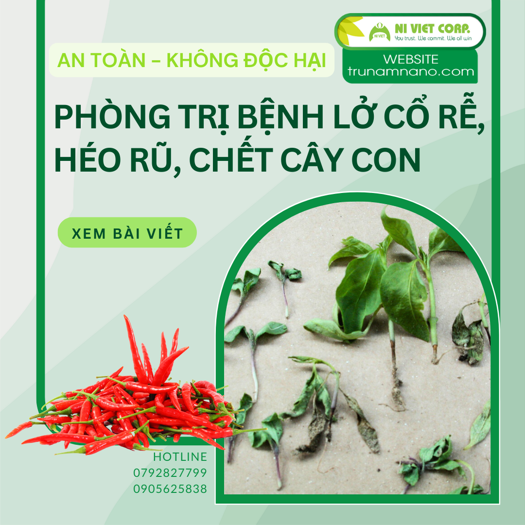 Bệnh chết cây con ớt