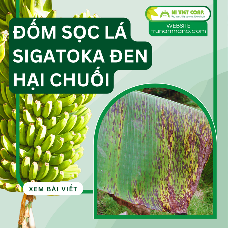 Nhận biết bệnh đốm lá trên cây chuối (Sigatoka đen) và cách phòng trị